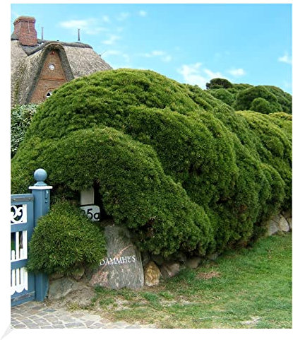 BALDUR Garten Pinien-Hecke, 1 Pflanze, Pinus mugo mughus, winterhart, pflegeleicht, Wasserbedarf gering, Pinus mugo mughus, Kieferngewächs, Krummholz Kiefer, Bergkiefer, Latschenkiefer