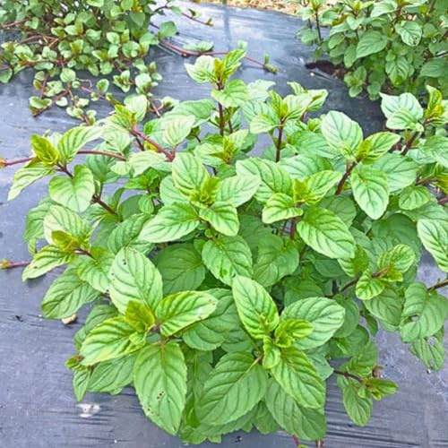 TANKDA Sets 2 Live Mint Plants Herb in 3.5 Pot, Fresh Orange Mint for Indoor Outdoor Growing, Spring Planting, 5-9 in Tall