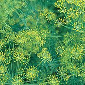 Bouquet de graines d'aneth - Pack fraîcheur du jardin paquet de 100 graines