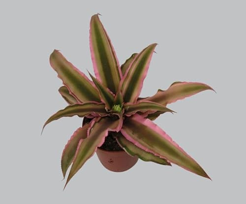 florari Cryptanthus bivittatus pink