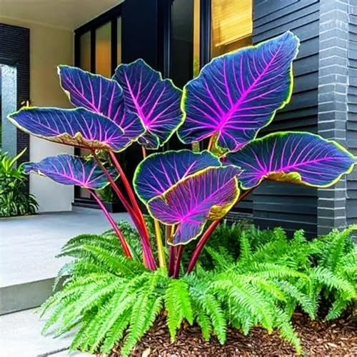 Elefantenohr kaufen-Elefantenohr-Rhizom-Perfekt für die Terrassendekoration-C-2 Rhizom