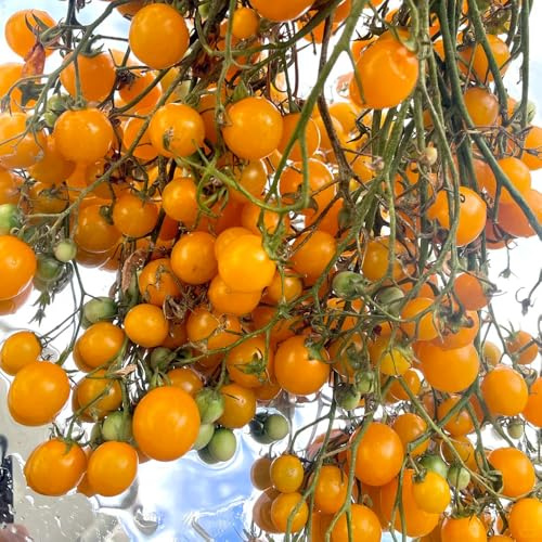 tomatensamen alte sorten - bio garten balkon winterharte 1000pcs