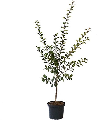 Bellamira (S) kräftiger zweijähriger Mirabellenbaum, platzfeste und robuste gelbe gut steinlösende Mirabelle 110-140 cm im 10 Liter Topf