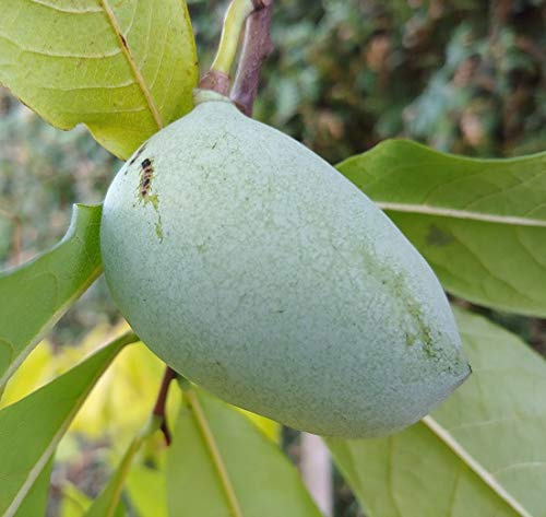 Veredelte Indianerbanane (Paw Paw) `Allegheny®´, Asimina triloba, 80-120cm, mit Topf