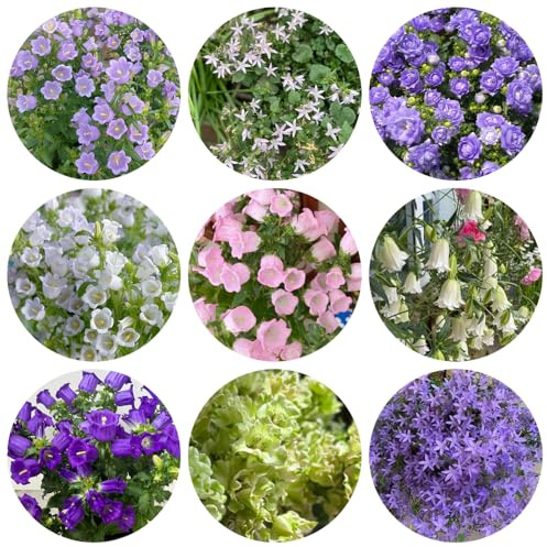 semi di campanula, resistenti, giardino, perenni 1200pcs
