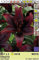 Lilium asiatic - Schwarze Asiatische Lilie Mapira 3 Blumenzwiebeln