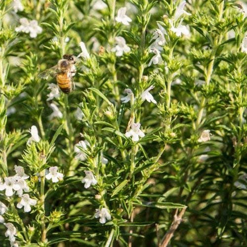 50-75 Semi di HR530 Santoreggia (Satureja Hortensis)
