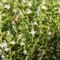 50-75 Graines de HR530 sarriette (Satureja Hortensis)
