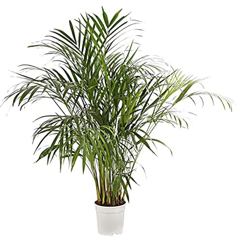 Dehner Palmera de frutos dorados, hojas con plumas, aprox. 90-100 cm, diámetro de la maceta 19 cm, palmera de interior