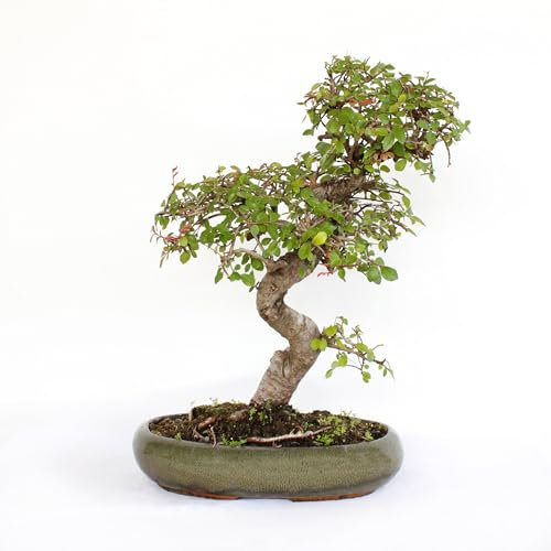 KENTIS - Bonsai Zelkova - Bonsai Olmo Giapponese - Piante Vere Decorative da Esterno e Interno - H 35-45 cm Vaso in Ceramica Ø 28 cm