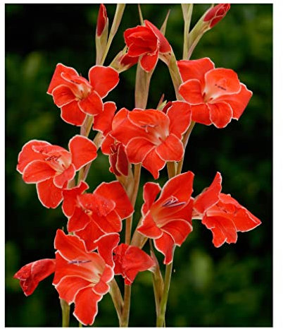 10x Gladioli Nanus Atom Summer Flowering Bulbs Dwarf Red Gladiolus Beautiful Garden Cut Flowers Spring Planting Hardy Corms