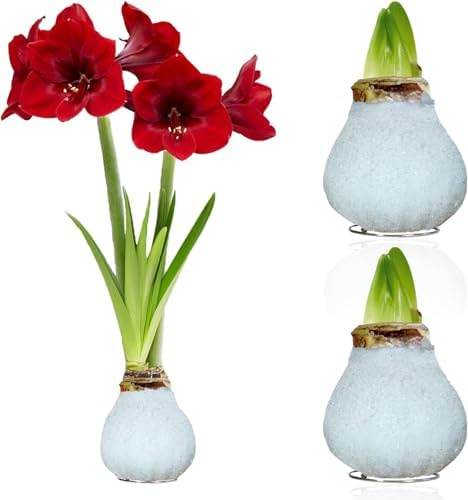 Amaryllis in Wachs Glitter White - 2 Wachsamaryllis Blumenzwiebeln | Wax Amaryllis Zwiebel in Großformat 28/30, Exklusive Echte Pflanzen aus Holland, Hippeastrum (keine Samen, nicht künstlich)