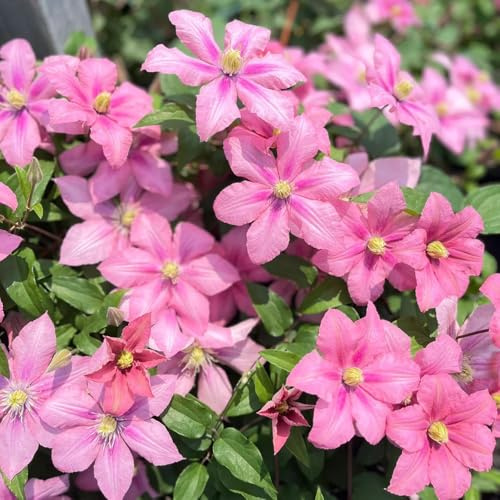 clematis winterhart - exotische outdoor garten mehrjährige stauden 6zwiebeln