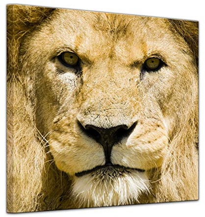 Bilderdepot24 Keilrahmenbild - Löwe - Bild auf Leinwand 80 x 80 cm - Leinwandbilder Bilder als Leinwanddruck Tierbild Raubkatze - Nahansicht eines Löwenkopfes