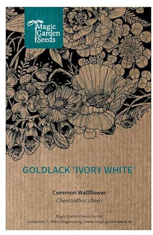 Giroflée jaune ''Ivory White'' (Erysimum cheiri) 60 graines. Plante odorante mellifère. Fleur coupée Vivace bisannuelle.
