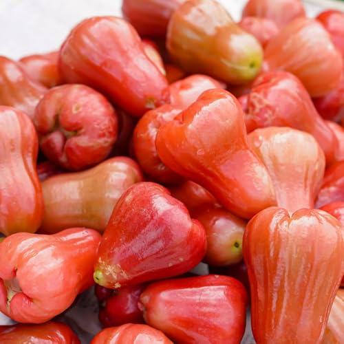 Semi di Syzygium samarangense Perenne, semi di per il giardino da balcone da nani resistenti colonnare da giardino rari 50pcs