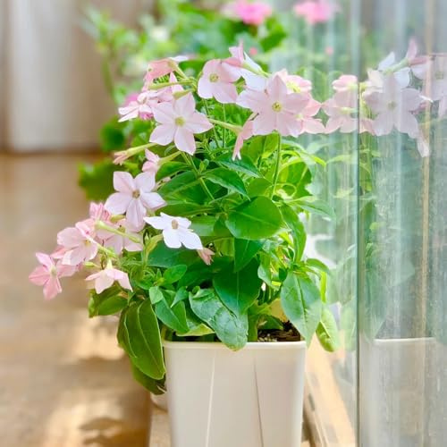semi di tabacco - perenni resistenti aiuole rialzate giardino autunnali copertura del 450pcs