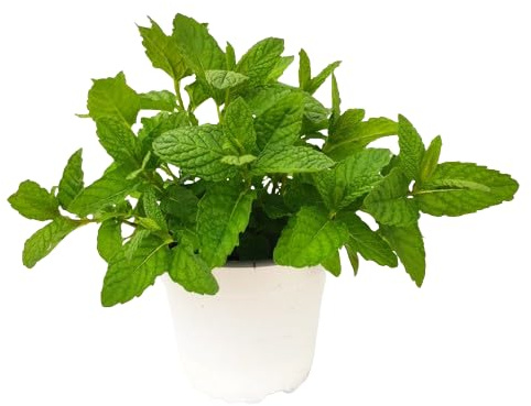Planta de Hierbabuena | DECOALIVE | Planta Aromática Natural |Planta Viva