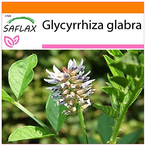 SAFLAX - Garden in the Bag - Örter - Lakrits/Lakrits - 30 Frön - Med underlag i en passande resväska - Glycyrrhiza glabra