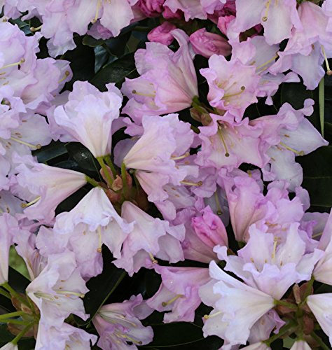 Großblumige Rhododendron Dufthecke Rosa® 30-40cm - Alpenrose