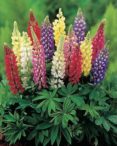 6 x Lupin Russel Mixed Colours Plug Plants Hardy Perennial Flower