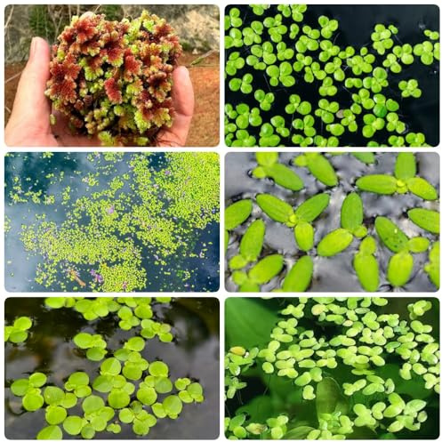 Semillas de lenteja de agua para estanques, acuáticas para acuarios semillas de acuario raras, de estanque acuario de acuáticas semillas para 300pcs