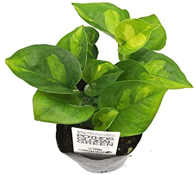 Potho Planta Natural de Interior de Crecimiento Rápido