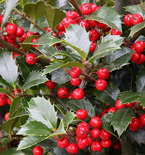 Stechpalme Ilex Heckenfee® 100-125cm - Ilex meserveae - lebende Gartenpflanze aus den Baumschulen