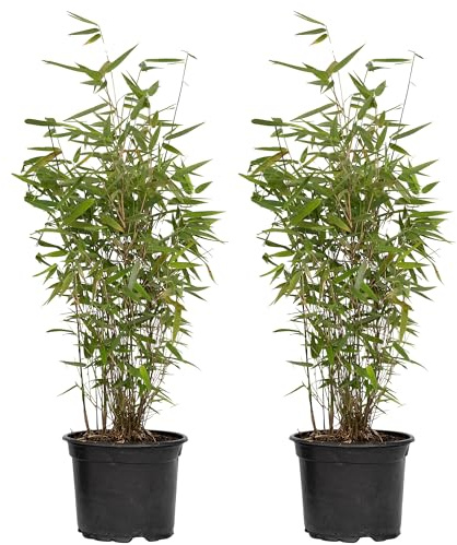 Bambou Fargesia Frosttip - Bambou Non Traçant Persistant - Haie Brise Vue Sans Rhizomes - Feuillage Givré pour Jardin et Pot (40-50 cm avec Pot 14cm)