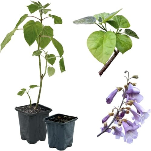 Blauglockenbaum Paulownia SHANDONG schnellwachsend - auch bekannt als Kiri-Baum, Kaiserbaum mit blauvioletten & glockenförmigen Blüten als Wertholz & Schattenbaum (2x 9 cm-Topf)
