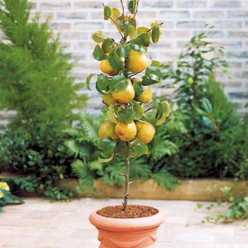 Arbre fruitier Colonnaire Poirier - 80/100 cm de hauteur - Pour pots et pleine terre - Idéal pour Balcon, terrasse, Petit Jardin