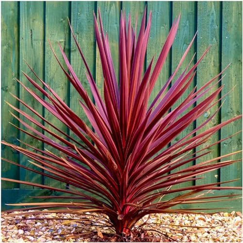 GrowOn Shrubs [x2] Cordyline Australis 'Torbay Red' Cabbage Palm Tree | Multi-Pack | Evergreen Perennials | Outdoor Garden Ready Plants | Summer Flowering | Cream Flowers