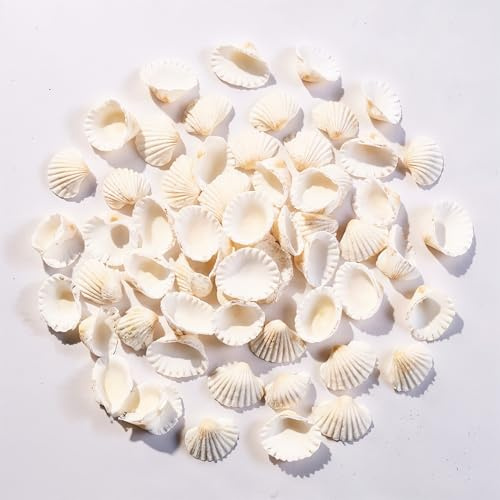 DasKid 100 PCS White Small Sea Shells (2–3CM) – Seashells for Crafts, DIY Painting, Wedding Décor, Beach Party Decorations & Aquarium Use.