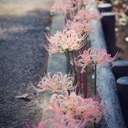 Bulbi di Lycoris/misto/bulbi di giglio ragno rosso selezionati/tolleranti al freddo e alla siccità/adatti per la decorazione di giardini e balconi【NVNJHJN】-10 bulbi-J