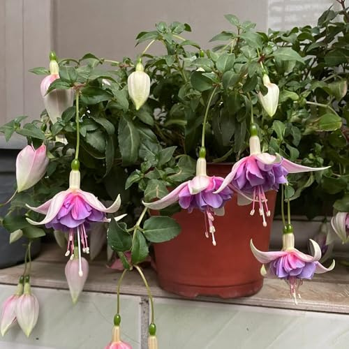 Fuchsiensamen balkon beet wildblumen balkonblumen schmetterlingsflieder blumensaat dekopflanzen büropflanzen bonsai topf Fuchsien gartenblumen mehrjährig winterhart schnittblumen 85samen