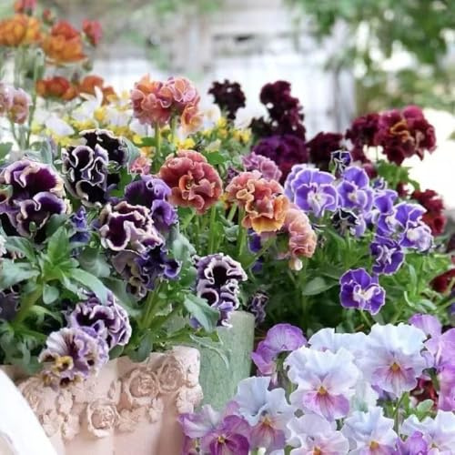 viola cornuta, a primaverile giardino in pieno sole tappezzante resistente e fiorita primaverili estivi 300semi