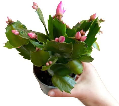 Flor Viva Cactus Schlumbergera Planta de Navidad muy Original y Resistente