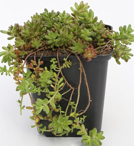 Niedriger Weißer Mauerpfeffer Micranthum Chloroticum - Sedum album - lebende Gartenpflanze aus den Baumschulen