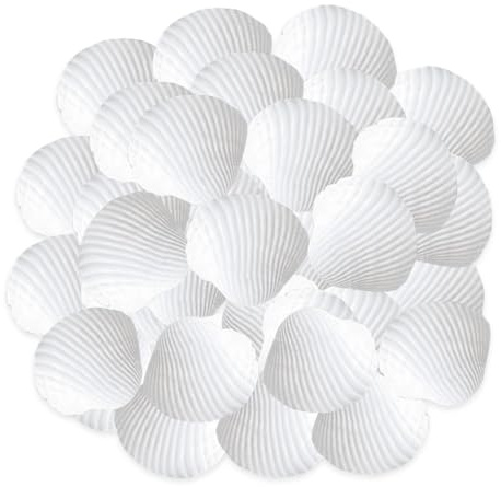 Agvdg 150 PCS Shells 2-3 CM White Marine Shells Suitable for crafts crafts DIY painting beach wedding decoration beach small shells Bulk