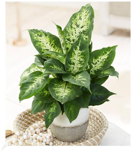 BALDUR Garten 1x Dieffenbachie 'Compacta', Pflanze im 12 cm-Topf | Zimmerpflanze, sehr robust, für dunkle Standorte geeignet, Dieffenbachia, Grünpflanze, mehrjährig - frostfrei halten