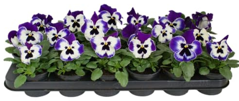 Pensamiento Vivo – Planta Natural con Floración Abundante y Fácil de Cuidar