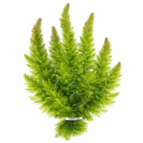 Swimming Creatures™ Live Aquarium Plants (1 Large Bunch Hornwort)