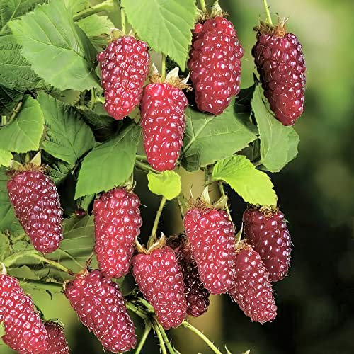 Bedwen Plants Tayberry 'Buckingham' Thornless Soft Fruit Raspberry and BlackBerry Hybrid 4L Plant
