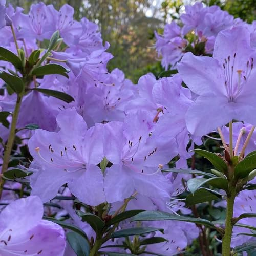 semillas de rododendro, interior de azalea Decoración de jardín para exterior, balcón resistentes, Arbustos 40pcs