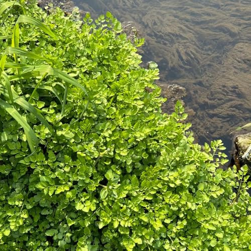 berro orgánico sostenibles semillas de berro Semillas de hortalizas orgánicas, resistentes al invierno, exóticas balcones elevados orgánicas cubrir el 500semillas