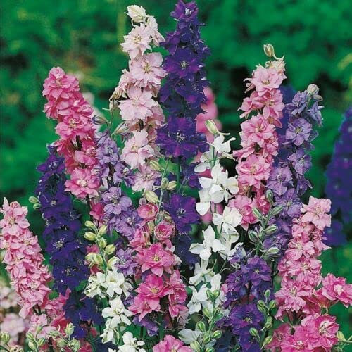 1600 Mix Delphinium Larkspur Imperial Seeds.