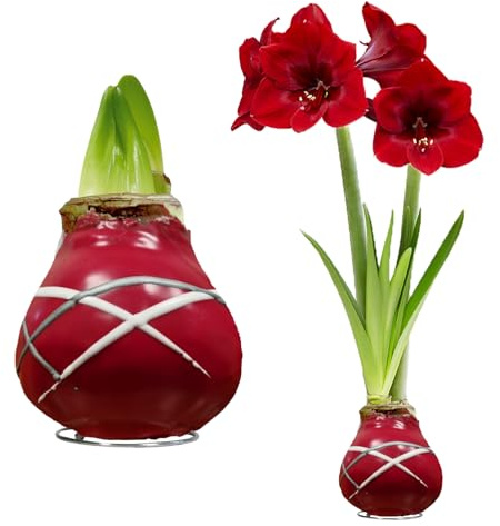 FLORIUM - Wachs Amaryllis Zwiebeln Striped Red – Wachsamaryllis 28/30 Großformat | 2 Stück | gewachst/wax | ohne Gießen | Zimmerpflanzen aus Holland - Hippeastrum (kein glas, vase und Topf)