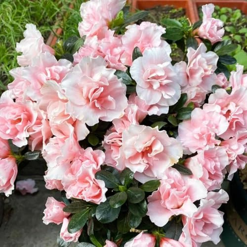 450 pezzi semi di rododendro - da giardino giardini sono resistenti giardino semi balcone resistenti