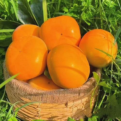 Semi di cachi, resistenti per il giardino di cachi resistente, Diospyros kaki, semi da giardino biologici 10pcs