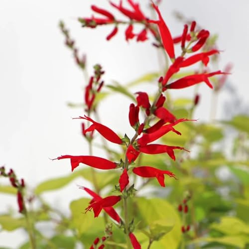 Semi di salvia, vecchie varietà Salvia japonica, decorazione da giardino per esterni 30pcs